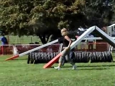 Concours agility créole à Dambenois