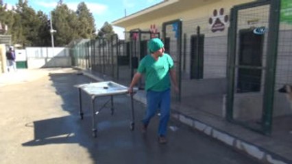 Kastamonu) Otomobilin Çarptığı Yaralı Kurt Tedavi Altına Alındı