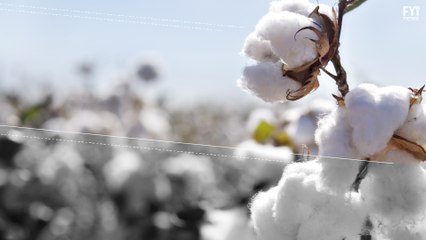 Cotton Production = Capitalism?