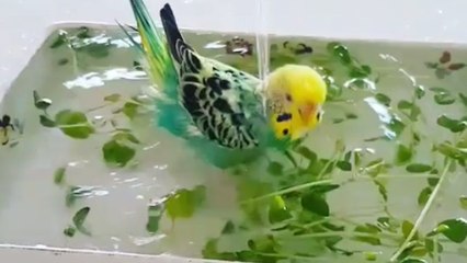 Parakeet receives royal treatment for bath time
