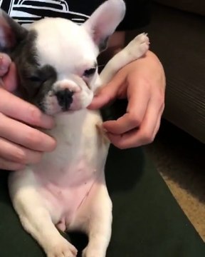 Puppy receives loving belly rubs from owner