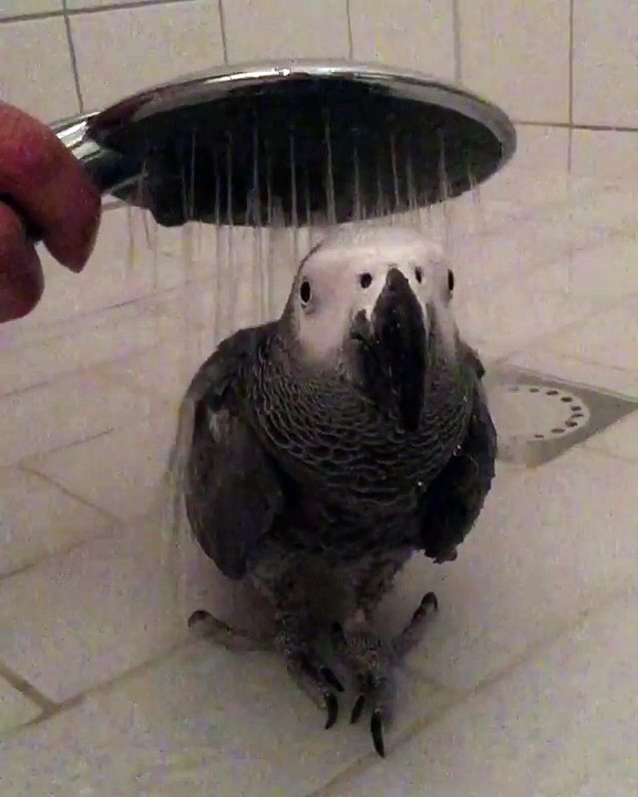 Parrot becomes motionless during shower
