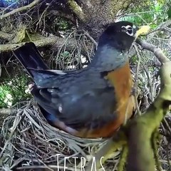 Snake swallows bird eggs one by one