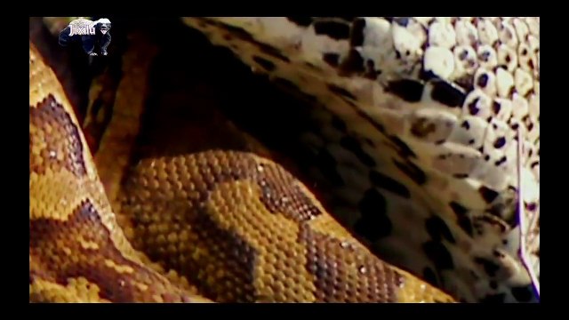 Incríveis Ataques de animais selvagens, Batalha de animais selvagens, Batalha animal, curiosidade animal, Animais selva