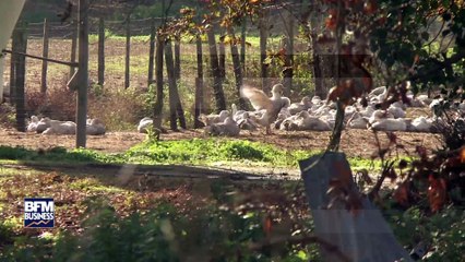 Bientôt plus un seul canard d'élevage dans les Landes