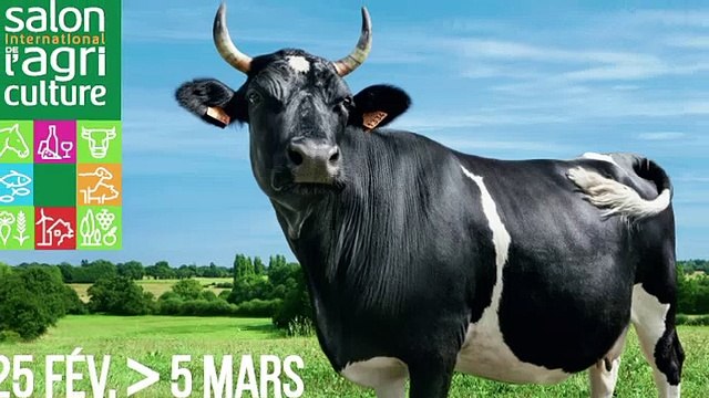 Fine vache Bretonne Pie-Noir et égérie du Salon de l'agriculture