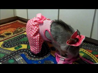 Pig plays folk music on children's guitar