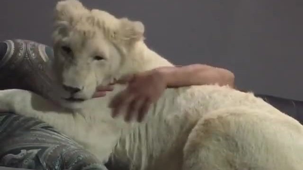 Young white lion cuddles with caretaker