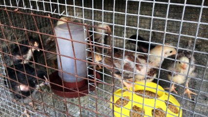 Seguimiento a los pollitos