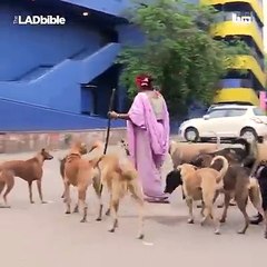 this woman cares for over 400 dog