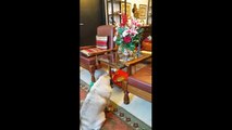 Persistent pug finally claims his treat