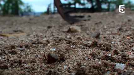 Des fourmis décapitent leurs reines