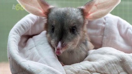 Why Some People Want to Replace the Easter Bunny