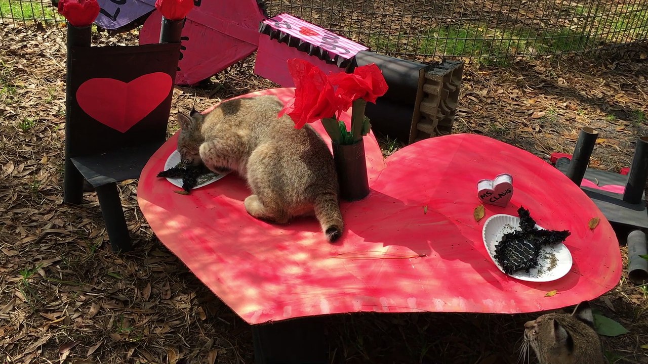 Baby Bobcat Love