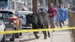 Holy cow! Runaway cow makes a break for it in Queens