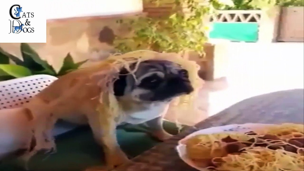 funny cats compilation 37