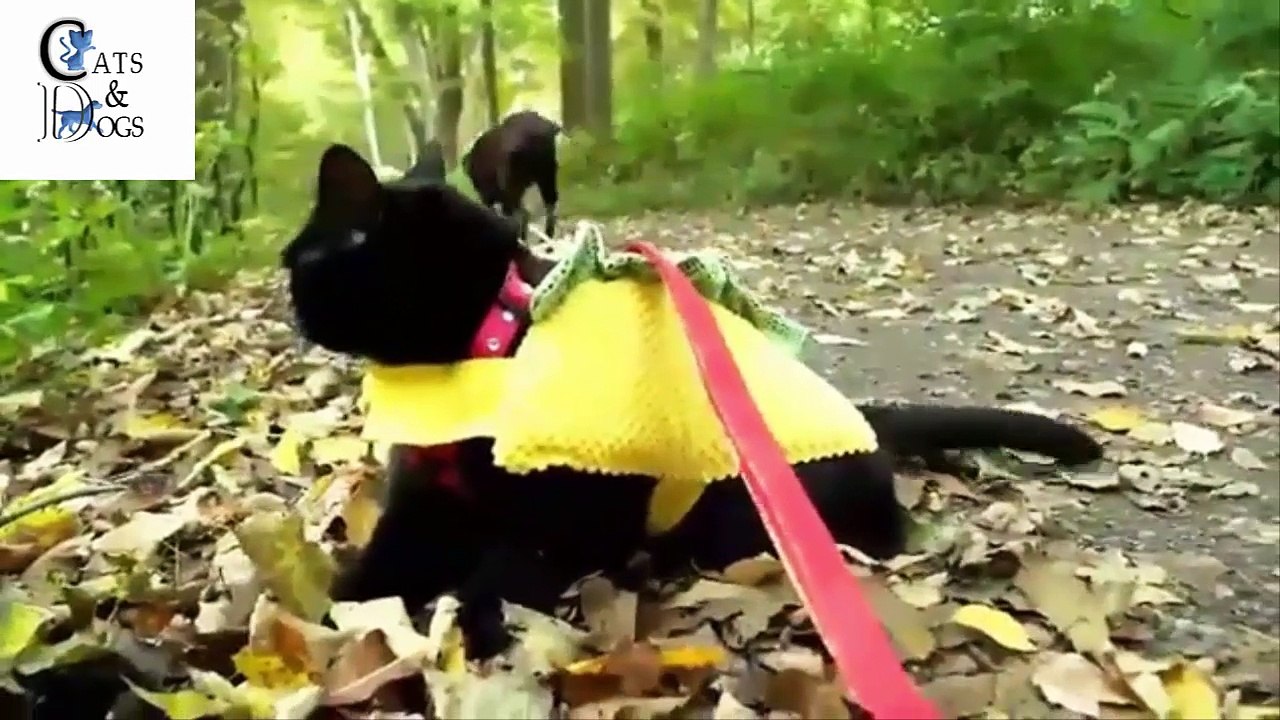 funny cats compilation 33