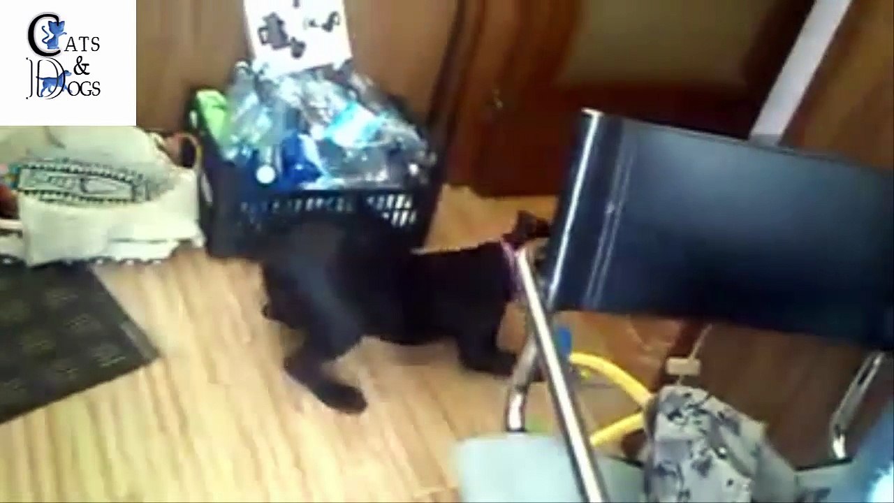 funny cats compilation 34