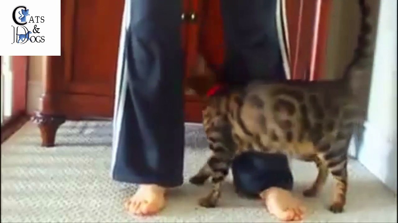 funny cats compilation 35