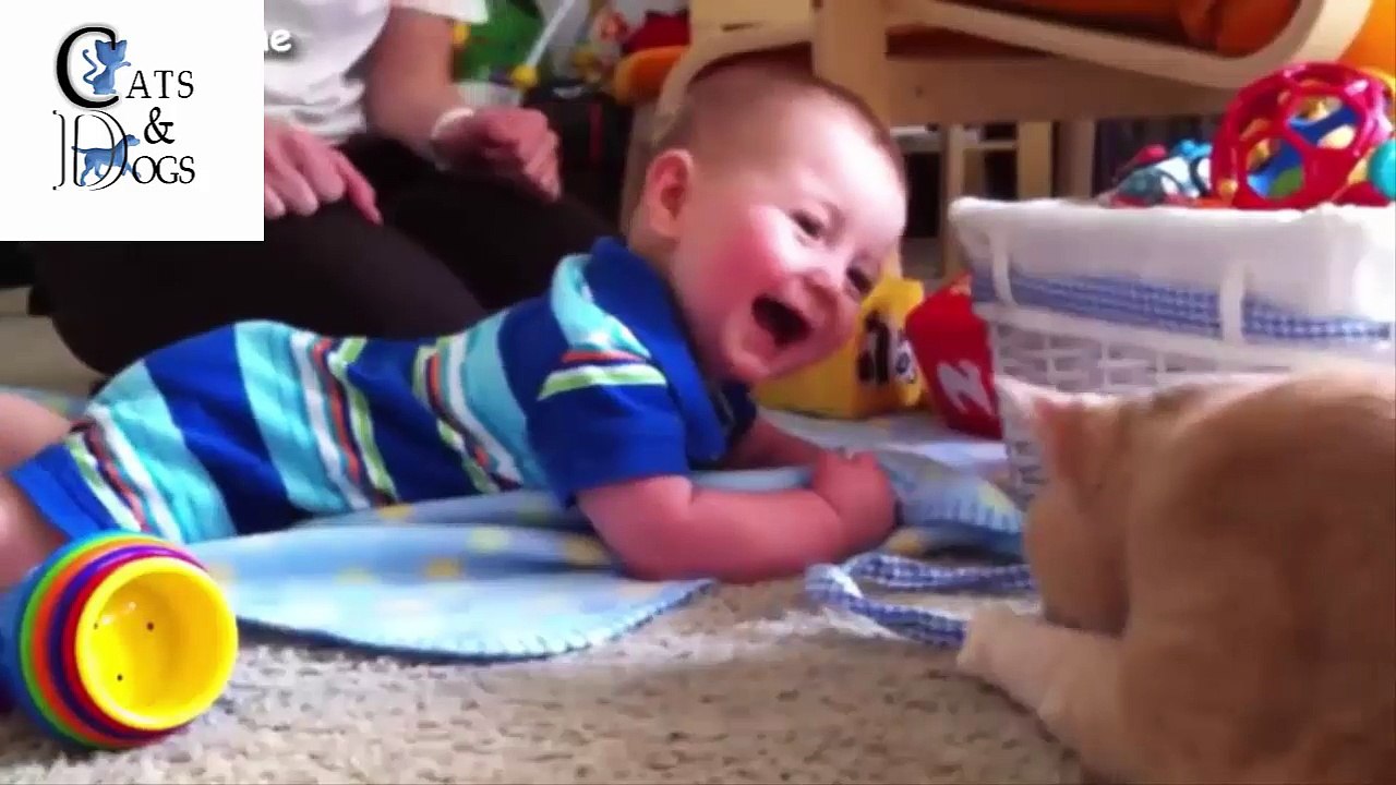 funny cats compilation 40