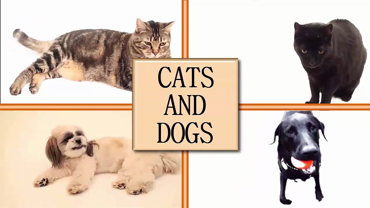 funny cats compilation 42