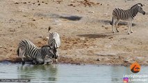 Zebra mother tries to defend foal from aggressive rivals