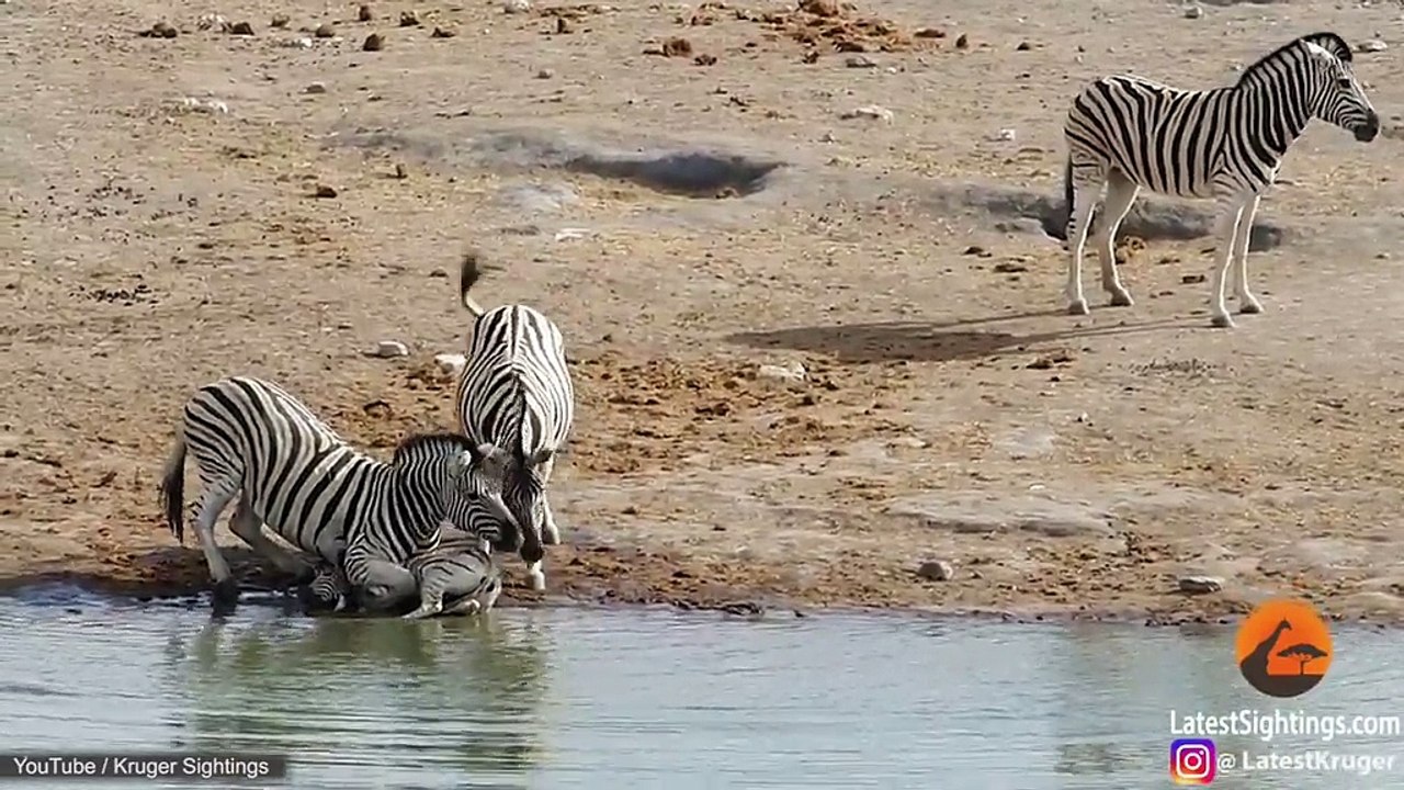 Zebra mother tries to defend foal from aggressive rivals video