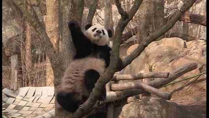 El panda gigante "Bao Bao" deja Washington y se traslada a China