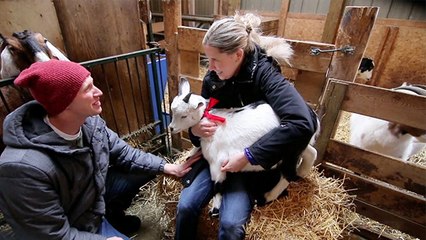 Goats Sure Are Romantic