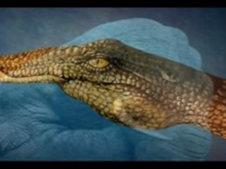 peintures sur les mains