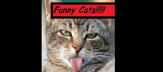 MORRA DE RIR - Gatos Engraçados!!!!!!!!!!!!!