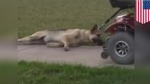 Pria menyeret anjingnya di belakan skuter bermotornya - Tomonews