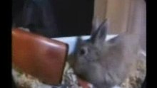 Un lapin
