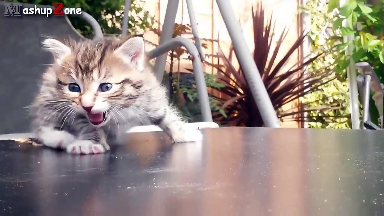 Kittens Meowing Compilation -- CUTE