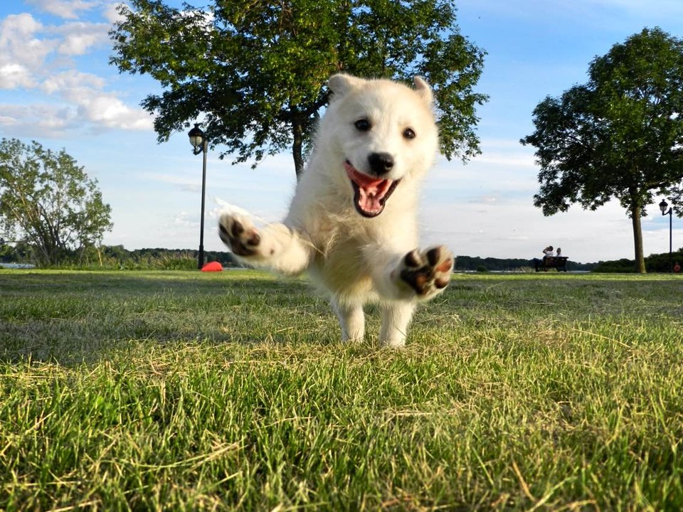 Tu aimes les bêtes à poil, tu aimes les humains peu-de-poils... check it out !!