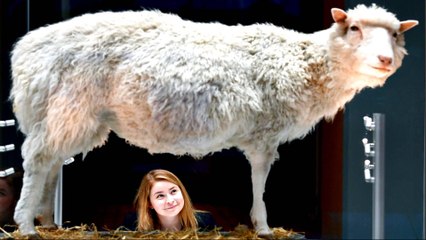 The scientific legacy of Dolly the sheep