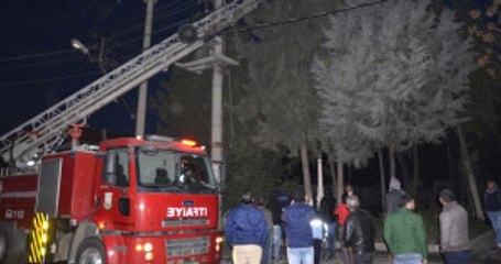 Ağaçta Mahsur Kalan Kediyi Kurtarmak İçin Şehrin Elektrikleri Kesildi