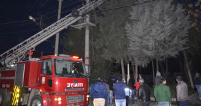 Ağaçta Mahsur Kalan Kediyi Kurtarmak İçin Şehrin Elektrikleri Kesildi
