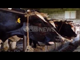 Ora News – Shërbimi veteriner, Ekspertët: Sektorin e gjetëm në fazë agonie