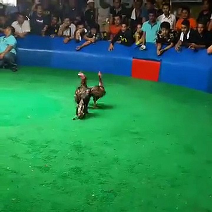 Cockfighting Killer.