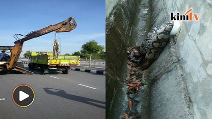 Visual: Bangkai ular lapan meter tersangkut lubang paip ditemui