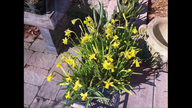 Premier Mowing and Tree Services llc - (417) 849-1166