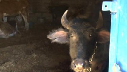 Diyarbakır-Özel) Hayvanlara 'Ahır' Hapsi