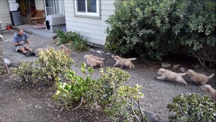 Trop mignon ! Attaque de bébés golden !