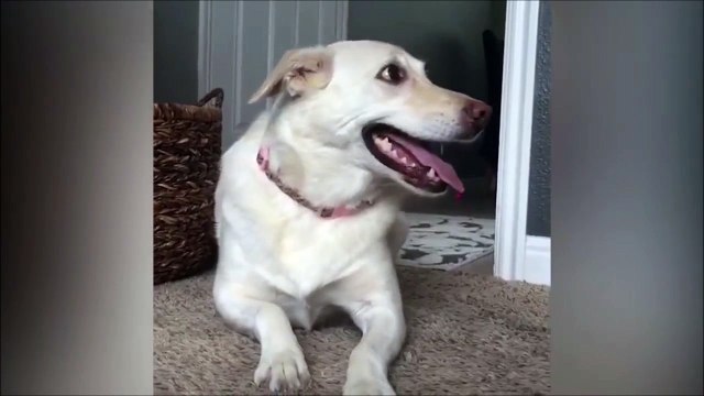 Un chat kidnappe les balles dun chien !