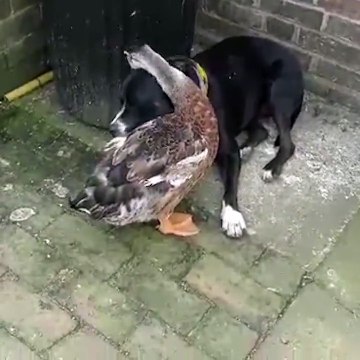 Une oie fait des papouilles à un chien