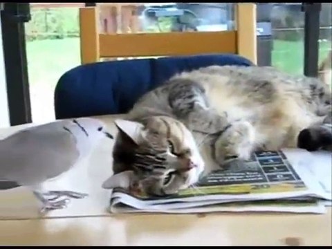 Pigeon bothers a Sleeping Cat