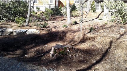 Town and Country Stump Removal (864) 280-5189