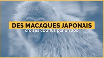 57 macaques japonais abattus par un zoo du Japon