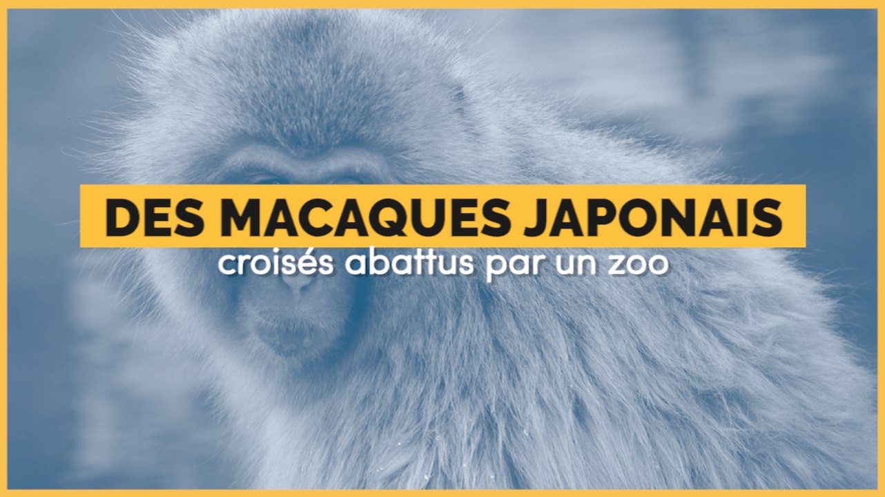 57 macaques japonais abattus par un zoo du Japon